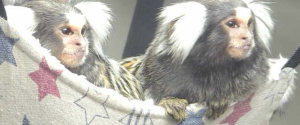 Two marmoset monkeys